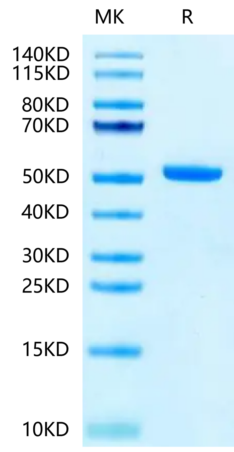 Biotinylated Cynomolgus/Rhesus macaque FcRn on Tris-Bis PAGE under reduced condition. The purity is greater than 95%.Biotinylated Cynomolgus/Rhesus macaque FcRn Protein, Active