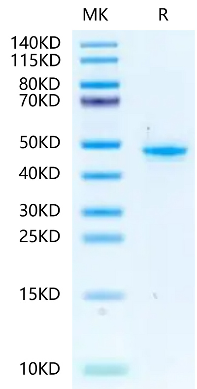 Mouse PGK1 on Tris-Bis PAGE under reduced condition. The purity is greater than 95%.Recombinant Mouse PGK1 Protein