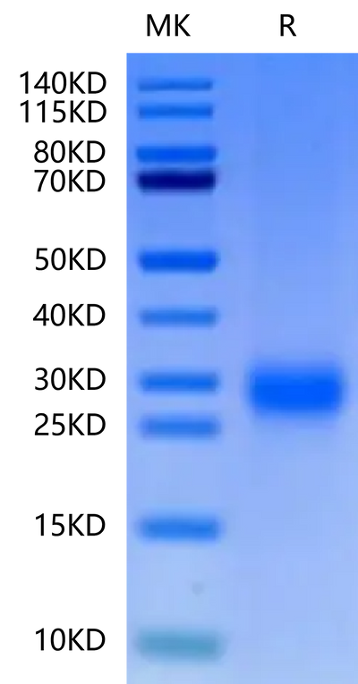 Cynomolgus ALK-1 on Tris-Bis PAGE under reduced condition. The purity is greater than 95%.Recombinant Cynomolgus ALK-1/ACVRL1 Protein