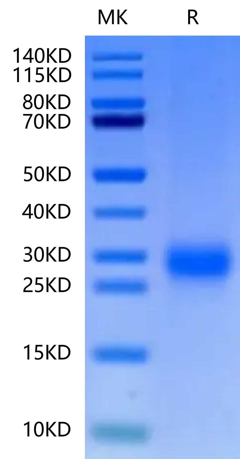 Cynomolgus ALK-1 on Tris-Bis PAGE under reduced condition. The purity is greater than 95%.Recombinant Cynomolgus ALK-1/ACVRL1 Protein