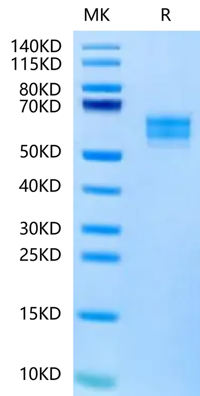 FITC-Labeled Human NKG2D on Tris-Bis PAGE under reduced condition. The purity is greater than 95%.Recombinant FITC-Labeled Human NKG2D/CD314 Protein