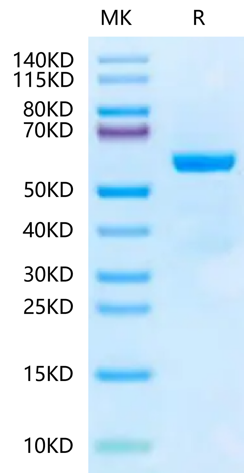Mouse Qa-1b&B2M&Qdm (AMAPRTLLL) Monomer on Tris-Bis PAGE under reduced condition. The purity is greater than 95%.Recombinant Mouse Qa-1b&B2M&Qdm (AMAPRTLLL) Monomer Protein