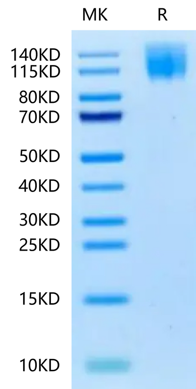Biotinylated Human CEACAM-5 on Tris-Bis PAGE under reduced condition. The purity is greater than 95%.Biotinylated Human CEACAM-5/CD66e Protein, Active