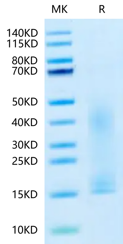 Canine PDGFA on Tris-Bis PAGE under reduced condition. The purity is greater than 90%.Recombinant Canine PDGFA Protein