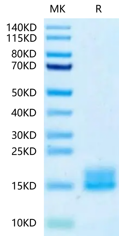Cynomolgus LY6G6D on Tris-Bis PAGE under reduced condition. The purity is greater than 95%.Recombinant Cynomolgus LY6G6D-Protein, Active