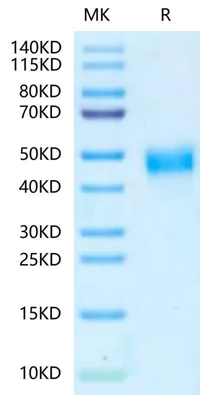 Mouse TROP-2 on Tris-Bis PAGE under reduced condition. The purity is greater than 95%.Recombinant Mouse TROP-2/TACSTD2 Protein