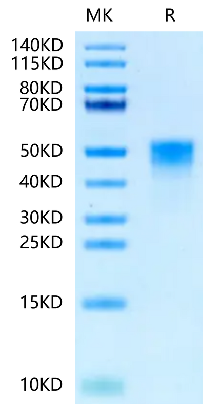 Cynomolgus TROP-2 on Tris-Bis PAGE under reduced condition. The purity is greater than 95%.Recombinant Cynomolgus TROP-2/TACSTD2 Protein, Active