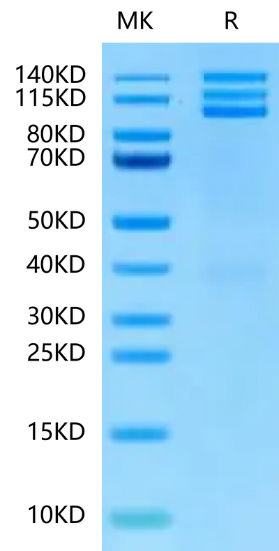 Biotinylated Human ITGAV&ITGB3 on Tris-Bis PAGE under reduced condition. The purity is greater than 95%.Biotinylated Human Integrin alpha V beta 3 (ITGAV&ITGB3) Heterodimer Protein, Active
