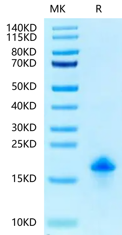 Canine EGF on Tris-Bis PAGE under reduced condition. The purity is greater than 95%.Recombinant Canine EGF-Protein, Active