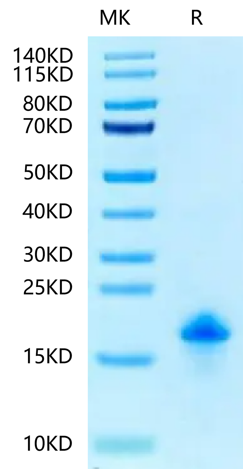 Canine EGF on Tris-Bis PAGE under reduced condition. The purity is greater than 95%.Recombinant Canine EGF-Protein, Active