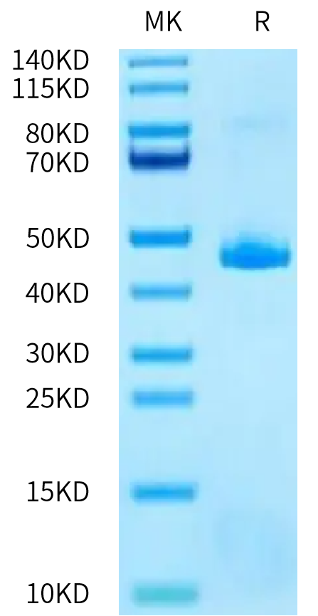 Human TAFA2 on Tris-Bis PAGE under reduced condition. The purity is greater than 95%.Recombinant Human TAFA2/FAM19A2 Protein