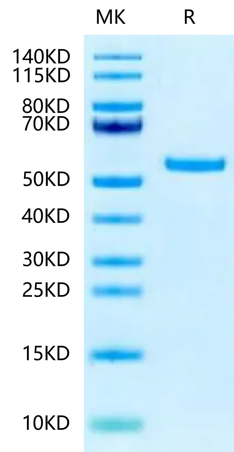 Biotinylated Human Peptide Ready HLA-G&B2M Monomer on Tris-Bis PAGE under reduced condition. The purity is greater than 95%.Biotinylated Human Peptide Ready HLA-G&B2M Monomer-Protein