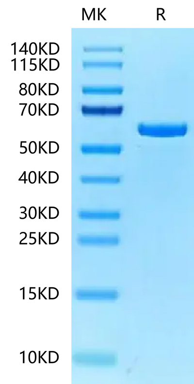 Mouse P4HB on Tris-Bis PAGE under reduced condition. The purity is greater than 95%.Recombinant Mouse P4HB Protein