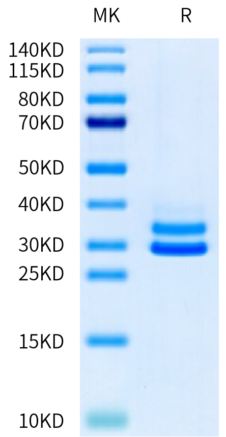 Mouse JAM-A on Tris-Bis PAGE under reduced condition. The purity is greater than 95%.Recombinant Mouse JAM-A Protein