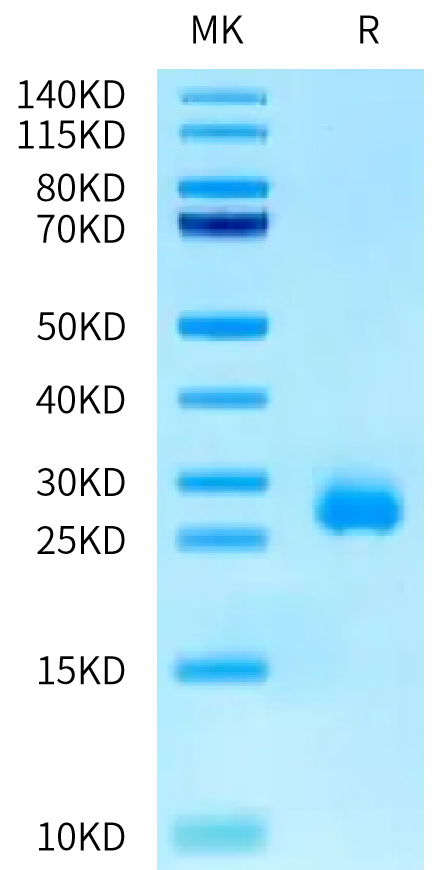 Human Interferon omega-1 on Tris-Bis PAGE under reduced condition. The purity is greater than 95%.Recombinant Human Interferon omega-1 Protein, Active