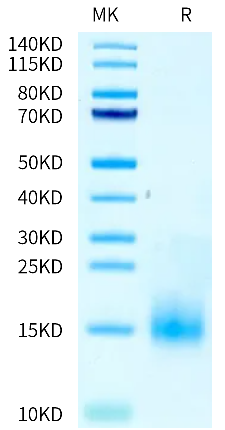 Cynomolgus/Rhesus macaque BCMA on Tris-Bis PAGE under reduced condition. The purity is greater than 95%.Recombinant Cynomolgus/Rhesus macaque BCMA/TNFRSF17 Protein, Active