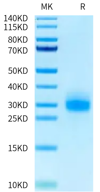 Human TNFRSF19 on Tris-Bis PAGE under reduced condition. The purity is greater than 95%.Recombinant Human TNFRSF19 Protein