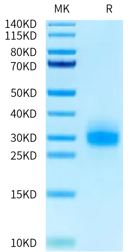 Human TNFRSF19 on Tris-Bis PAGE under reduced condition. The purity is greater than 95%.Recombinant Human TNFRSF19 Protein