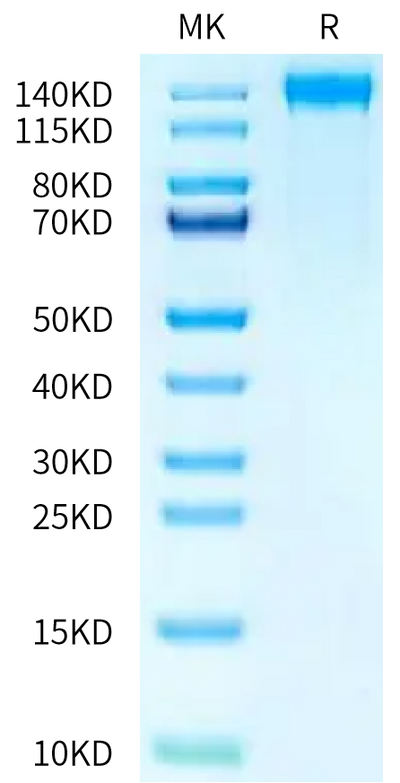 Mouse CD21 on Tris-Bis PAGE under reduced condition. The purity is greater than 90%.Recombinant Mouse CD21 Protein