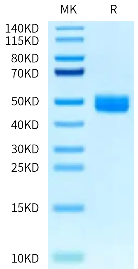 Mouse IL-13Ra2 on Tris-Bis PAGE under reduced condition. The purity is greater than 95%.Recombinant Mouse IL-13Ra2 Protein, Active