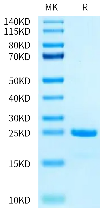 Biotinylated Human SKP1 on Tris-Bis PAGE under reduced condition. The purity is greater than 95%.Biotinylated Human SKP1 Protein