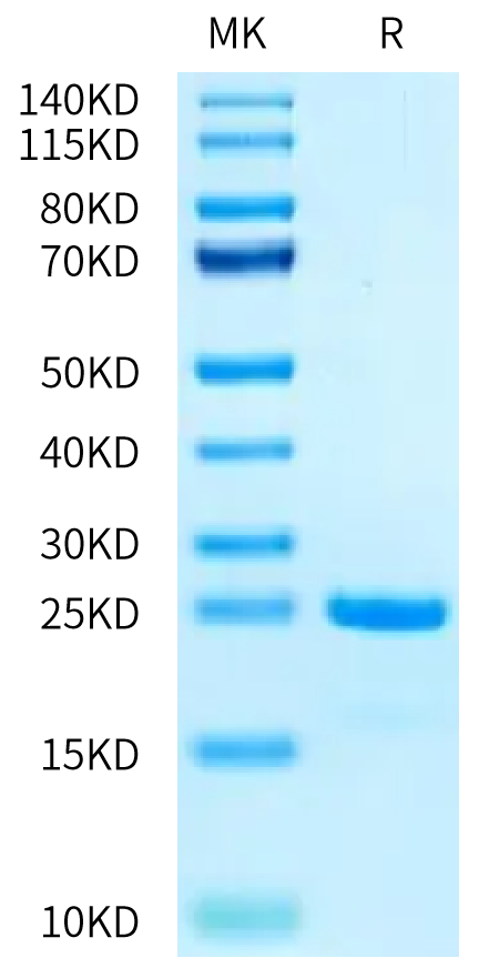 Biotinylated Human SKP1 on Tris-Bis PAGE under reduced condition. The purity is greater than 95%.Biotinylated Human SKP1 Protein