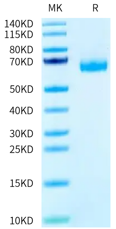 Canine PD-1 on Tris-Bis PAGE under reduced condition. The purity is greater than 95%.Recombinant Canine PD-1/PDCD1 Protein, Active