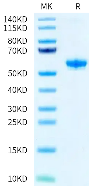 Human BTN3A2 on Tris-Bis PAGE under reduced condition. The purity is greater than 95%.Recombinant Human BTN3A2 Protein