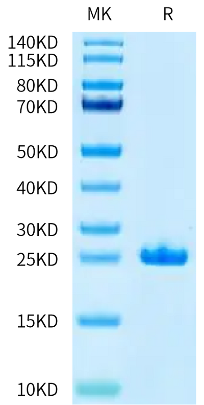 Cynomolgus FGF21 on Tris-Bis PAGE under reduced condition. The purity is greater than 95%.Recombinant Cynomolgus FGF21 Protein