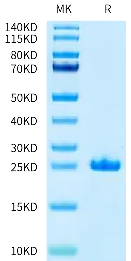 Cynomolgus FGF21 on Tris-Bis PAGE under reduced condition. The purity is greater than 95%.Recombinant Cynomolgus FGF21 Protein