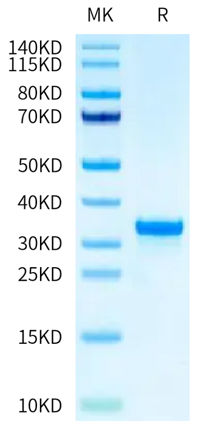 Rabbit IgG on Tris-Bis PAGE under reduced condition. The purity is greater than 95%.Recombinant Rabbit IgG Protein, Active