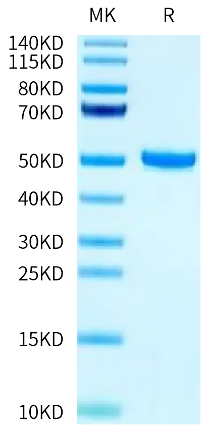 Biotinylated Human FcRn on Tris-Bis PAGE under reduced condition. The purity is greater than 95%.Biotinylated Human FcRn Protein