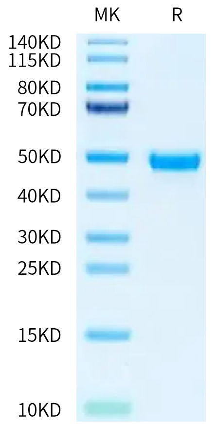 Human Nectin-2 on Tris-Bis PAGE under reduced condition. The purity is greater than 95%.Recombinant Human Nectin-2/CD112 Protein, Active