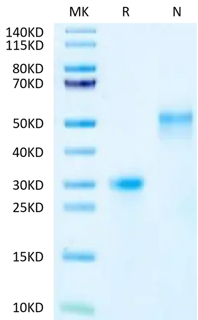 FITC-Labeled Human VEGF165 on Tris-Bis PAGE under reduced (R) condition and Non reducing (N) condition. The purity is greater than 95%.Recombinant FITC-Labeled Human VEGF165 Protein, Active