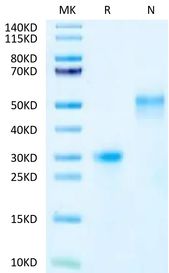 FITC-Labeled Human VEGF165 on Tris-Bis PAGE under reduced (R) condition and Non reducing (N) condition. The purity is greater than 95%.Recombinant FITC-Labeled Human VEGF165 Protein, Active