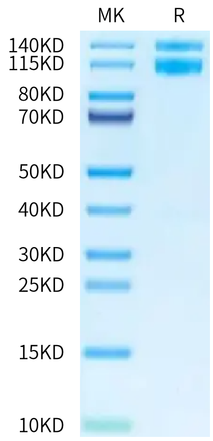 Human ITGAV&ITGB1 on Tris-Bis PAGE under reduced condition. The purity is greater than 95%.Recombinant Human Integrin alpha V beta 1 (ITGAV&ITGB1) Heterodimer Protein, Active