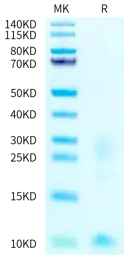 Biotinylated Cynomolgus TSLP on Tris-Bis PAGE under reduced conditions. The purity is greater than 90%.Biotinylated Cynomolgus TSLP Protein (Primary Amine Labeling), Active