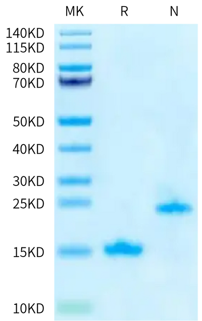 Human GDF15 (H202D) on Tris-Bis PAGE under reduced (R) condition and Non reducing (N) condition. The purity is greater than 95%.Recombinant Human GDF15 (H202D) Protein, Active