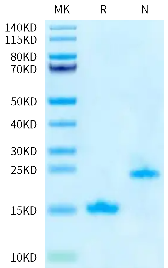 Human GDF15 (H202D) on Tris-Bis PAGE under reduced (R) condition and Non reducing (N) condition. The purity is greater than 95%.Recombinant Human GDF15 (H202D) Protein, Active