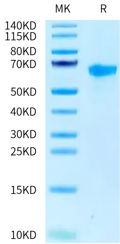 RSV (A) Pre-fusion glycoprotein F0 on Tris-Bis PAGE under reduced condition. The purity is greater than 95%.Recombinant RSV (A) Pre-fusion glycoprotein F0 Protein, Active