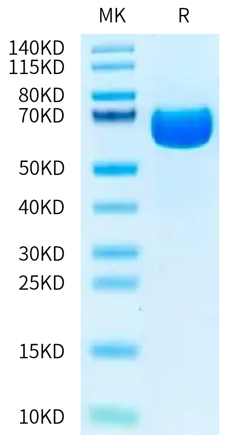 Biotinylated Cynomolgus EPHA2 on Tris-Bis PAGE under reduced condition. The purity is greater than 95%.Biotinylated Cynomolgus EPHA2 Protein