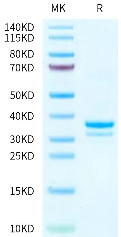 Mouse IgG1 Fc on Tris-Bis PAGE under reduced condition. The purity is greater than 95%.Recombinant Mouse IgG1 Fc Protein, Active