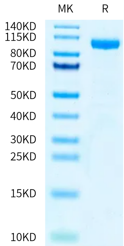 Human IL-12 R beta 1 on Tris-Bis PAGE under reduced condition. The purity is greater than 95%.Recombinant Human IL-12 R beta 1/CD212 Protein, Active