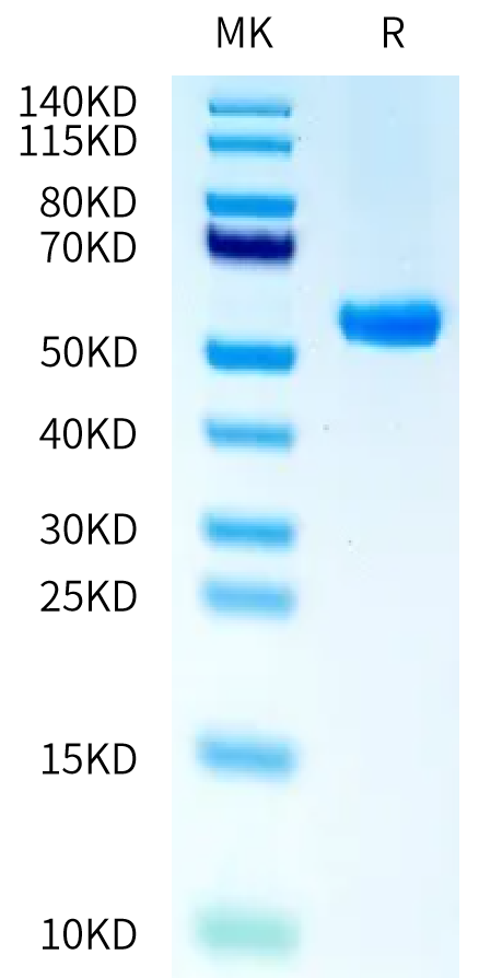 Biotinylated Human HLA-A*02:01&B2M&MAGE-A10 (GLYDGMEHL) Monomer on Tris-Bis PAGE under reduced condition. The purity is greater than 95%.Biotinylated Human HLA-A*02:01&B2M&MAGE-A10 (GLYDGMEHL) Monomer Protein