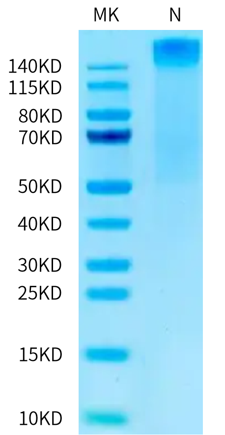 Human HLA-A*02:01&B2M&MAGE-A10 (GLYDGMEHL) Tetramer on Tris-Bis PAGE under Non reducing (N) condition. The purity is greater than 95%.Recombinant Human HLA-A*02:01&B2M&MAGE-A10 (GLYDGMEHL) Tetramer Protein