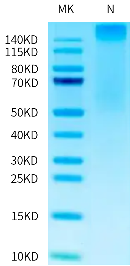 Human HLA-A*02:01&B2M&CMV pp65 (NLVPMVATV) Tetramer on Tris-Bis PAGE under under Non reducing (N) condition. The purity is greater than 95%.Recombinant Human HLA-A*02:01&B2M&CMV pp65 (NLVPMVATV) Tetramer Protein