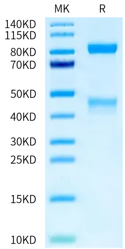 Mouse HGF R on Tris-Bis PAGE under reduced condition. The purity is greater than 95%.Recombinant Mouse HGF R/c-MET Protein, Active