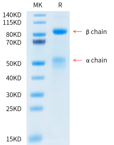 Human HGF R on Tris-Bis PAGE under reduced condition. The purity is greater than 95%.Recombinant Human HGF R/c-MET Protein, Active