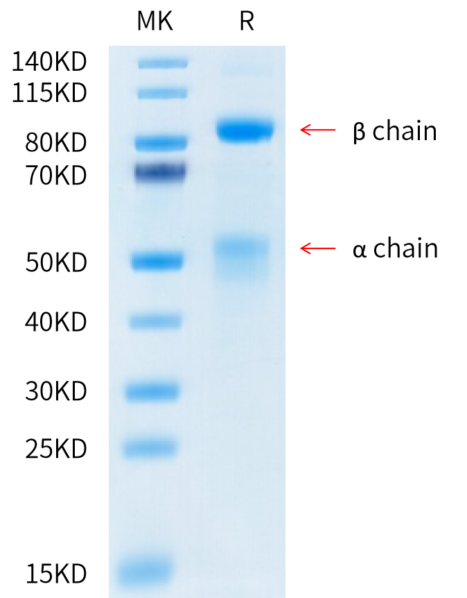 Human HGF R on Tris-Bis PAGE under reduced condition. The purity is greater than 95%.Recombinant Human HGF R/c-MET Protein, Active