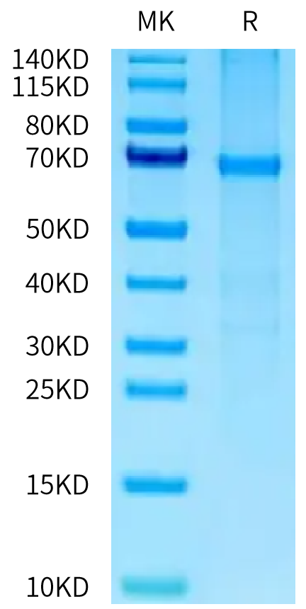 Human PTP alpha on Bis-Tris PAGE under reduced condition. The purity is greater than 90%.Recombinant Human PTP alpha/PTPRA Protein